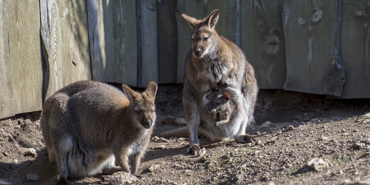 Bennett-kenguruk születtek a veszprémi állatkertben