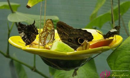 Újra trópusi pillangók várják a látogatókat a szegedi egyetemi füvészkertben