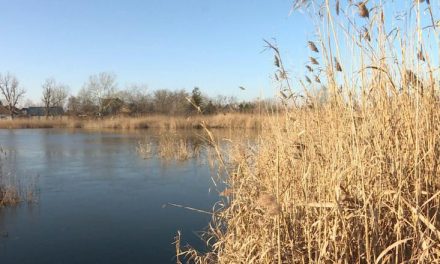 A vizes élőhelyek védelmére indítottak közös programot magyarországi és vajdasági kutatók