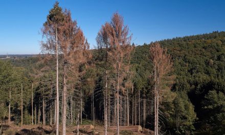 Klímaváltozás: Több milliárd euró kár keletkezett a német erdőkben