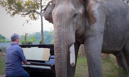 Beethoven-műveket játszik egy zongoraművész egy idős, mentett elefántnak, aki ezt nagyon élvezi (Videók)
