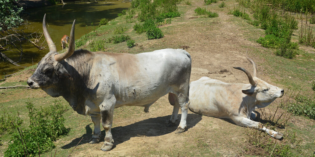 A szürkemarhák békésen szemlélik a környezetet Palicson (Fotó: Szappanos Veronika/SZMSZ)