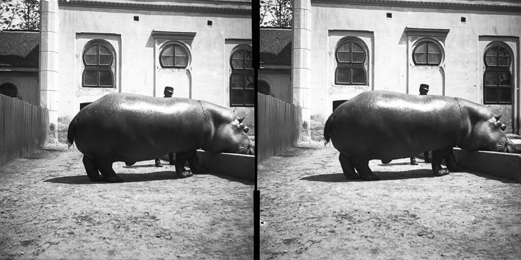 Jónás, a pesti állatkert első vízilova, 1907. (Fotó: Fortepan, Magyar Műszaki és Közlekedési Múzeum)