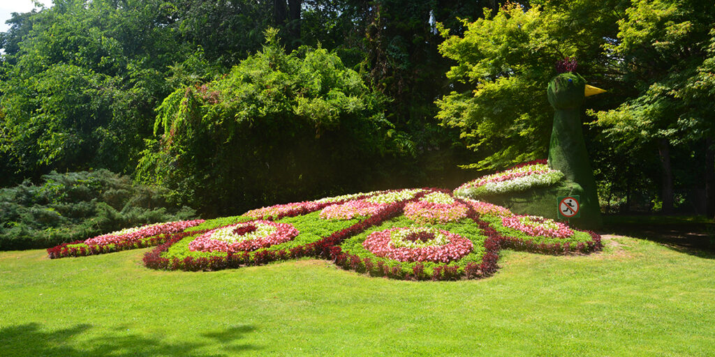 Virágpáva a kertészek jóvoltából a Palicsi Állatkertben (Fotó Szappanos Veronika/SZMSZ)