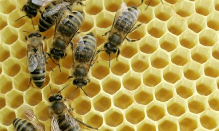 Csempészett növényvédő gyilkolja a méheket