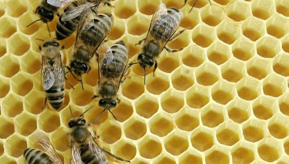 Csempészett növényvédő gyilkolja a méheket