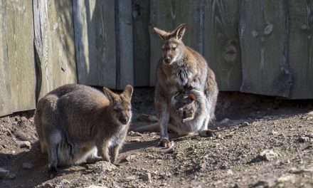 Bennett-kenguruk születtek a veszprémi állatkertben