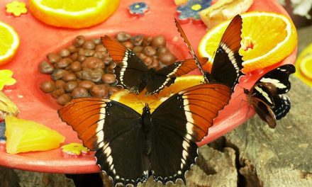 Újra megnyílik a trópusi lepkekert a szegedi egyetemi füvészkertben