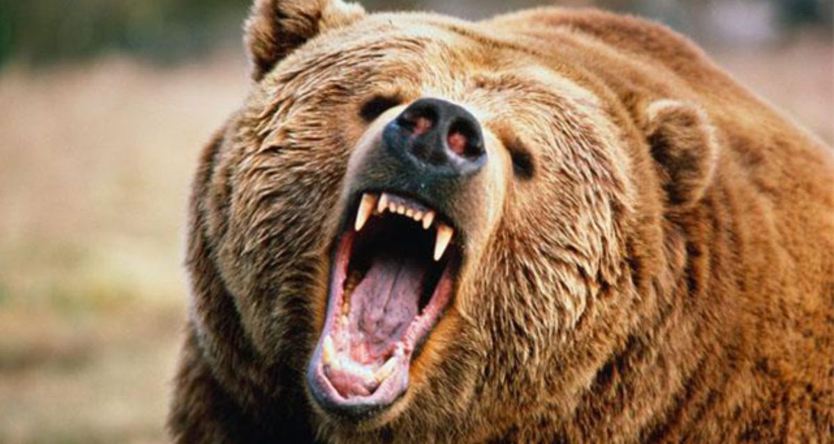 Ismét embert ölt a medve Romániában