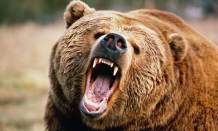 Ismét embert ölt a medve Romániában