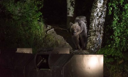Kilőtték az egyik medvét Székelyföldön