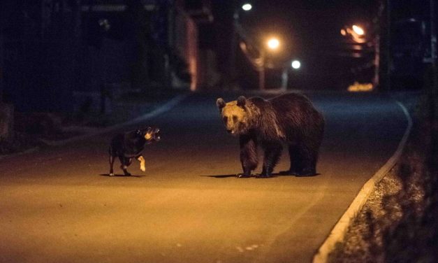 A medvék kilövésére kérnek engedélyt Székelyföldön