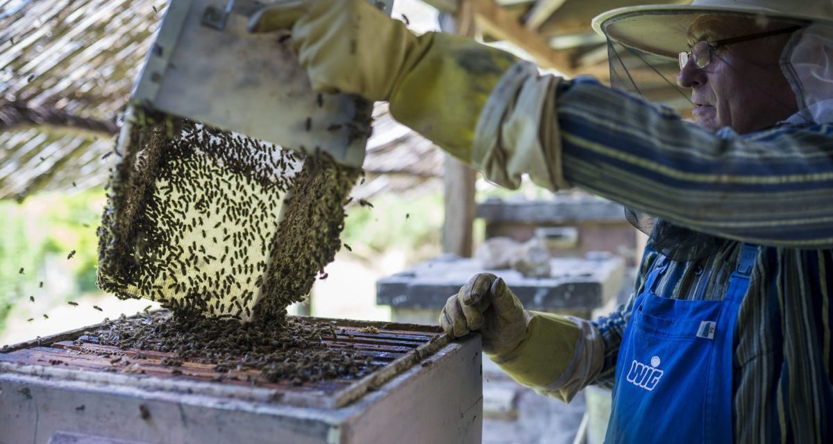Hatmillió dinárt kapnak a tartománytól a nagykikindai méhészek