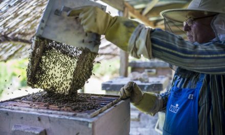 Hatmillió dinárt kapnak a tartománytól a nagykikindai méhészek
