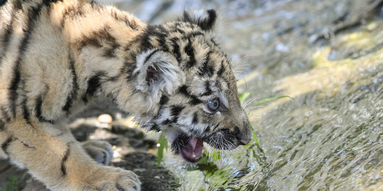 Szibériai tigriskölyök Debrecenben