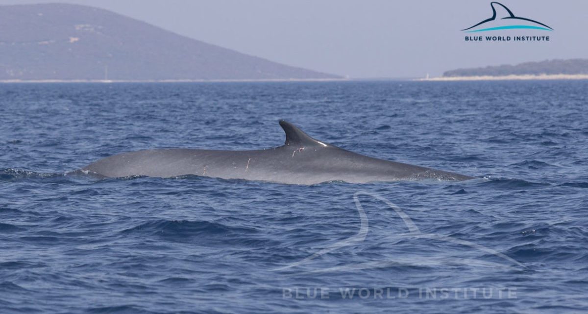 Két hatalmas bálna bukkant fel Horvátországban