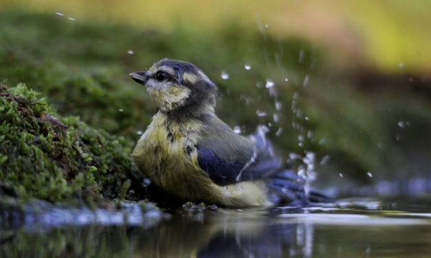 A Cyanistes caeruleus eljövetele