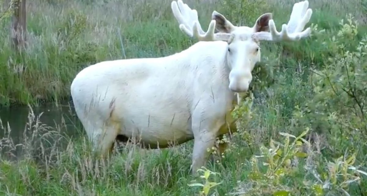 Veszélyben van Ferdinand, a fehér jávorszarvas Svédországban
