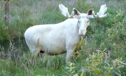 Veszélyben van Ferdinand, a fehér jávorszarvas Svédországban