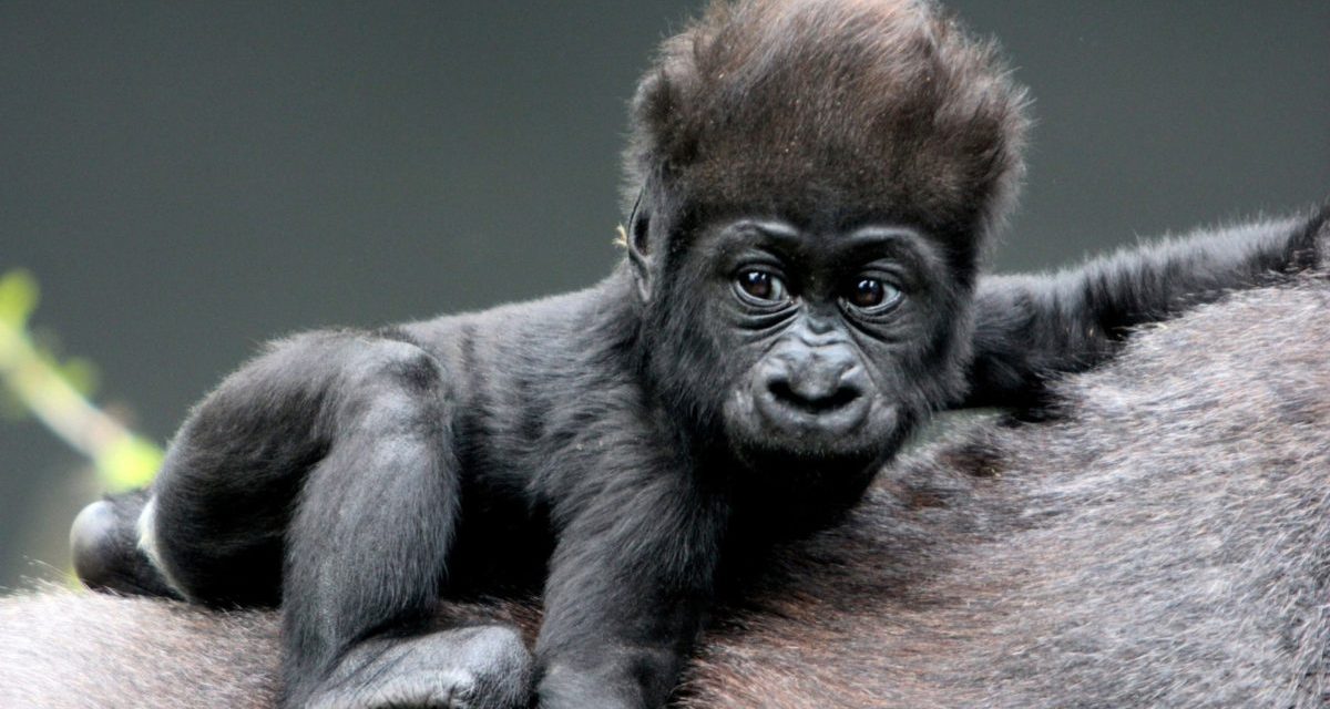 Gorillakölyök született Budapesten