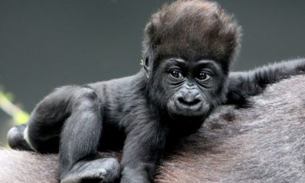 Gorillakölyök született Budapesten