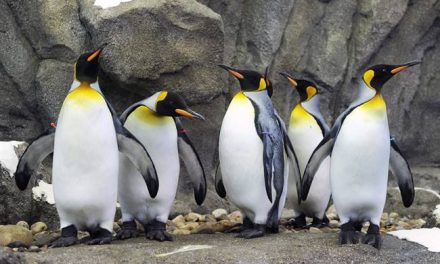 <span class="entry-title-primary">Még a pingvineket sem engedik ki, annyira hideg van</span> <span class="entry-subtitle">Legalább mínusz 25 kell, hogy kiengedjék a királypingvineket az állatkertben</span>