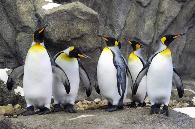 <span class="entry-title-primary">Még a pingvineket sem engedik ki, annyira hideg van</span> <span class="entry-subtitle">Legalább mínusz 25 kell, hogy kiengedjék a királypingvineket az állatkertben</span>