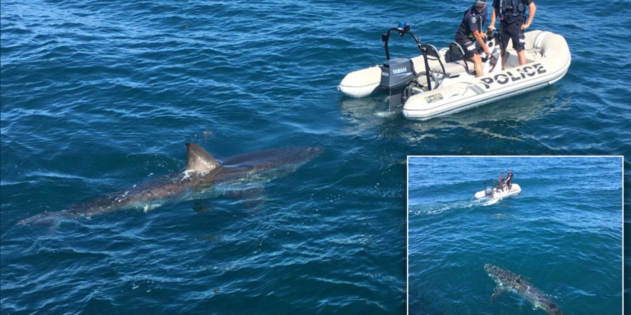 Egy turista cápát látott Bečićinél az Adriában