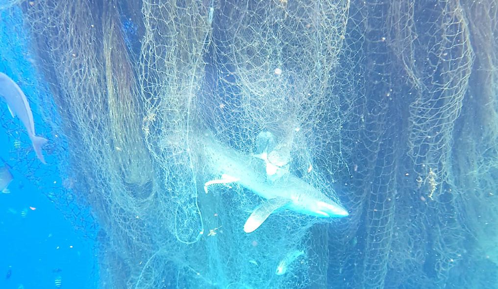 Rengeteg állat – köztük harminc cápa – pusztult el a szellemhálóban
