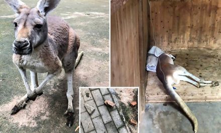 Kövekkel dobáltak halálra egy kengurut egy kínai állatkertben