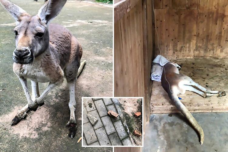 Kövekkel dobáltak halálra egy kengurut egy kínai állatkertben