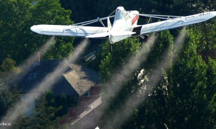 Szúnyogirtás a Tisza-mentén: Talán a jövő héten