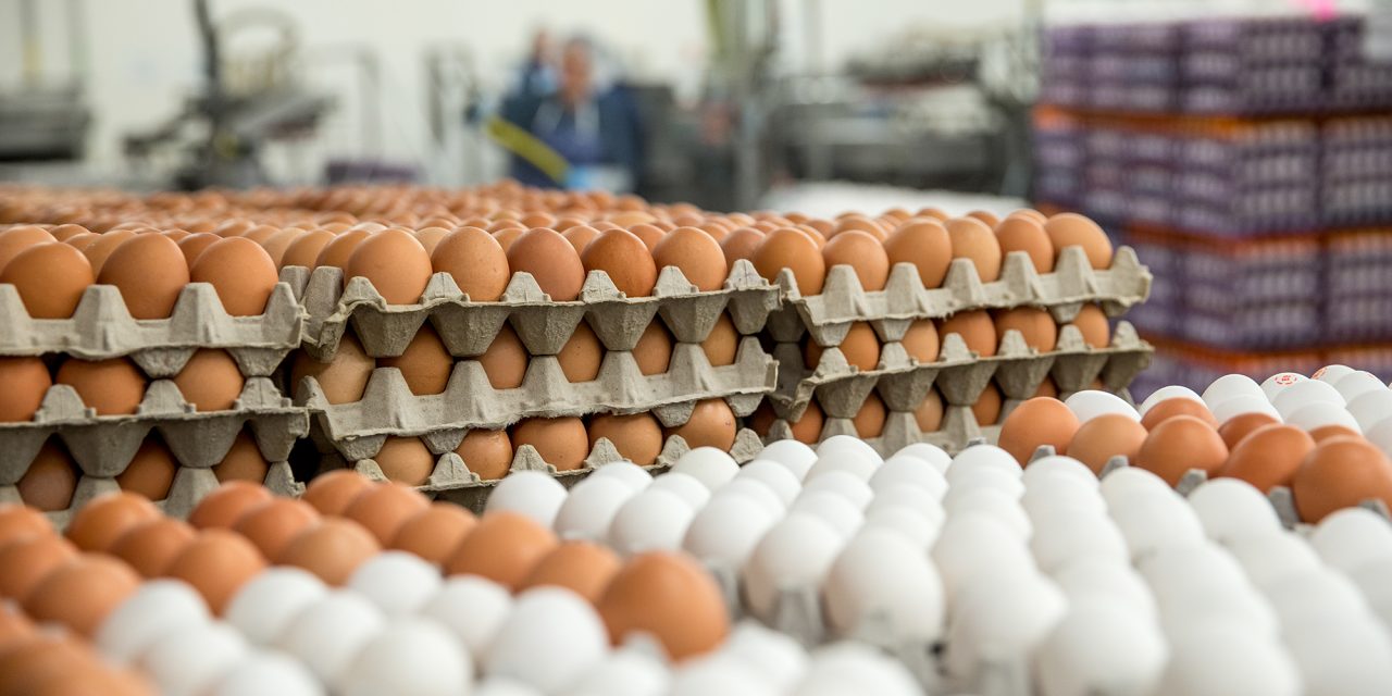 Miért nem kell az EU-ban a szerbiai tojás?