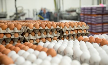 <span class="entry-title-primary">Megdrágult a tojás</span> <span class="entry-subtitle">Szerbiában a tavalyi évhez képest 31,2 százalékkal fizettünk többet a tojásért</span>