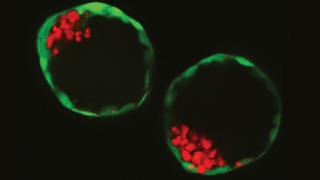 Mesterséges embriókat hoztak létre holland tudósok
