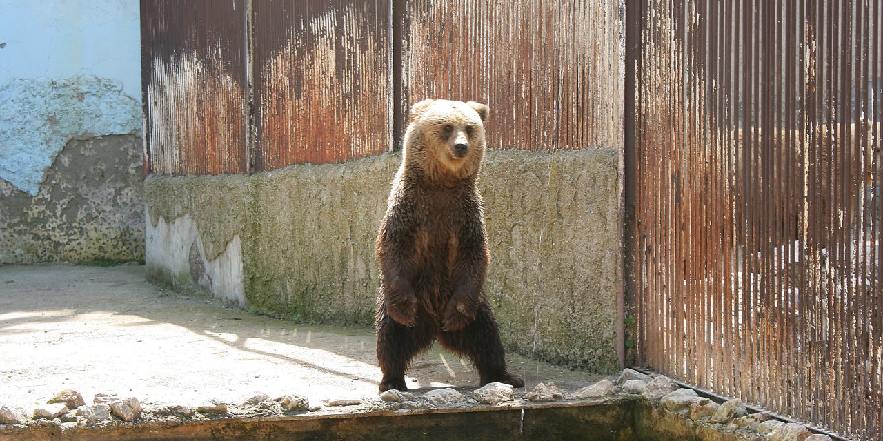 Várja a látogatókat a palicsi állatkert (Fotókkal)
