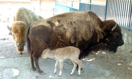 Nagyon ritka, fehér bölény született a belgrádi állatkertben