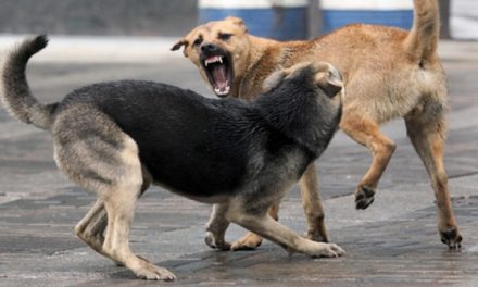 Félelmetes kutyatámadás történt Topolyán (Fotó)