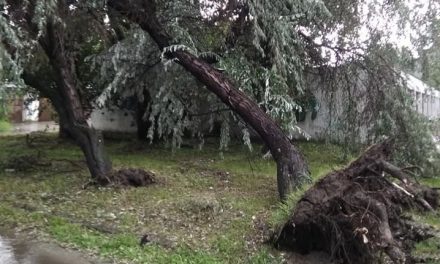 Szabadka: Fákat döntött ki a vihar
