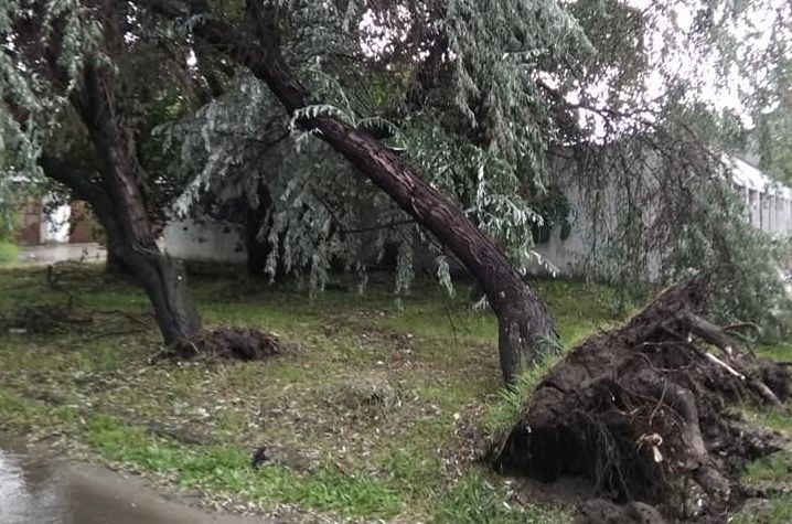 Szabadka: Fákat döntött ki a vihar