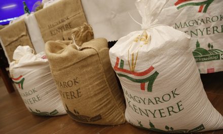 Magyarok kenyere – Vajdaságban is gyűjtik a búzaadományokat
