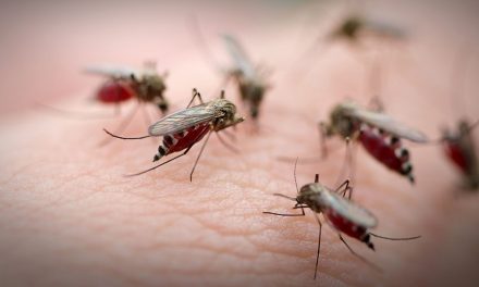 Topolya: Talán ma irtják a szúnyogokat