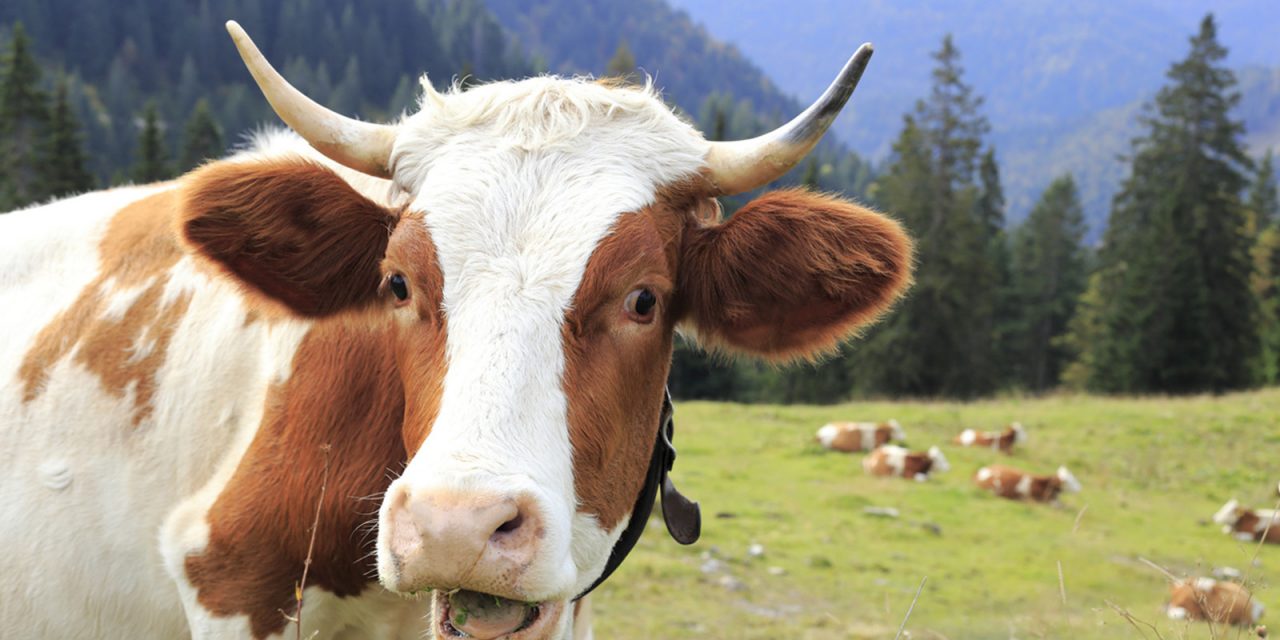 Szabadon engedett kétszáz tehenet, majd levetkőzött és befutott a vadonba egy német nő