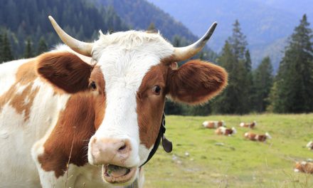 Szabadon engedett kétszáz tehenet, majd levetkőzött és befutott a vadonba egy német nő