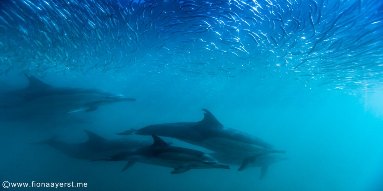 Visszatértek a delfinek az Adriai-tengerbe