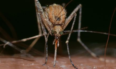 Permetezik a szúnyogokat Szabadkán és környékén