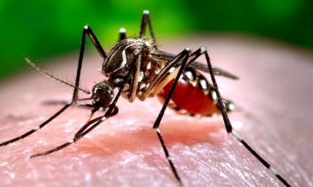 Nyugat-nílusi láz: Szabadkán és Palicson is kimutatták a szúnyogokban a vírust