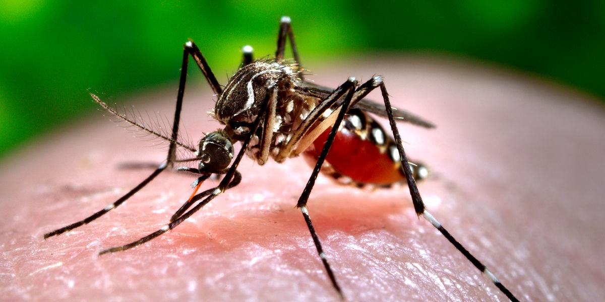 Nyugat-nílusi lázzal fertőzött szúnyogokat találtak Belgrádban