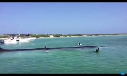 Megmentettek egy partra sodródott bálnát Mexikóban (Videóval)