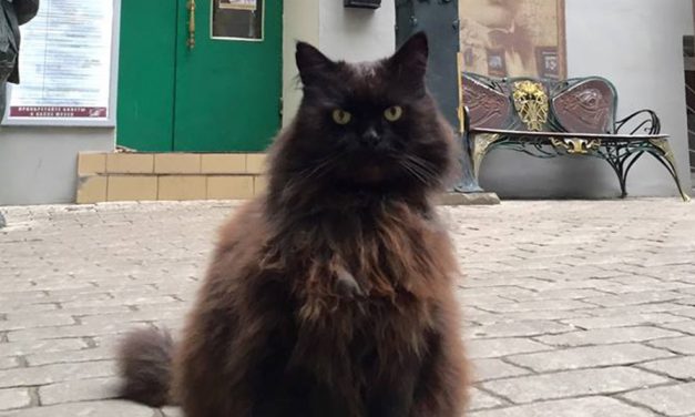 Előkerült Behemót, a moszkvai színház macskája